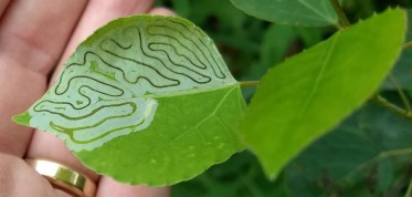 Curved eating trail on leaf